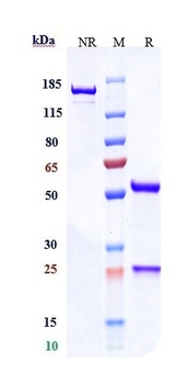 Anti-CDH17 / Cadherin-17 Refer