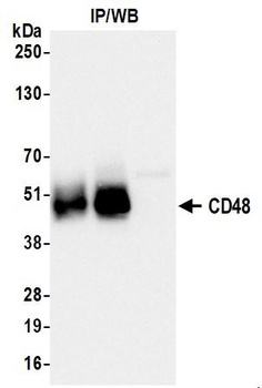 CD48 Antibody 抗体，orb1806445，Bi