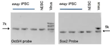 easy iPSC + Antibody Sample Ki