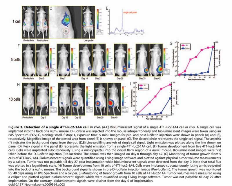 E0771-LUC（小鼠乳腺癌细胞-荧光素酶标记）