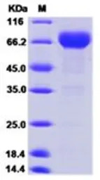 Human PD-L1 protein, mouse IgG