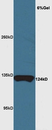 MRF antibody