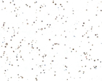 IgM Antibody 抗体，orb1806431，Bio