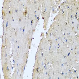 Defensin alpha 1 antibody