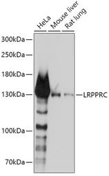 LRP130 antibody
