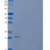 人血小板衍生生长因子AA(PDGFAA)重组蛋白N-6His
