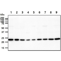 Adenylate kinase 1 antibody [A