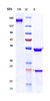 Anti-NOTCH3 Reference Antibody