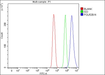 Anti-POLR2B Antibody 抗体，orb178