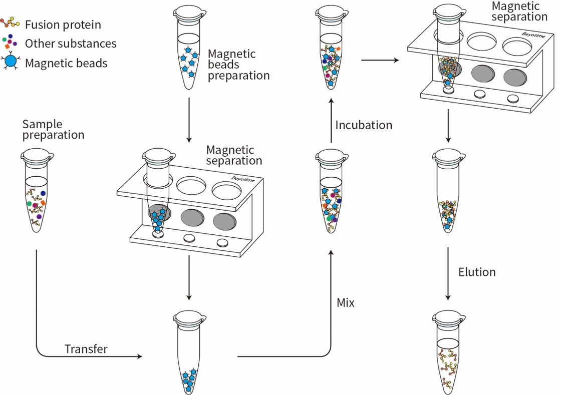 His标签蛋白纯化试剂盒(TED-Ni琼脂糖磁珠)