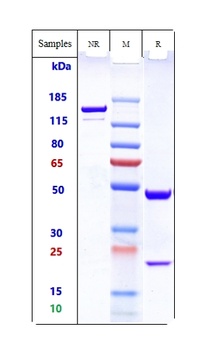 Anti-GD3 Reference Antibody 抗体
