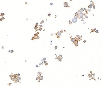 B7-H6 Antibody 抗体，orb1784568，B