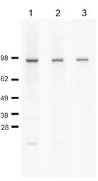 Cdc48 (S. cerevisiae) antibody