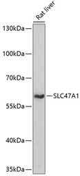 SLC47A1 antibody