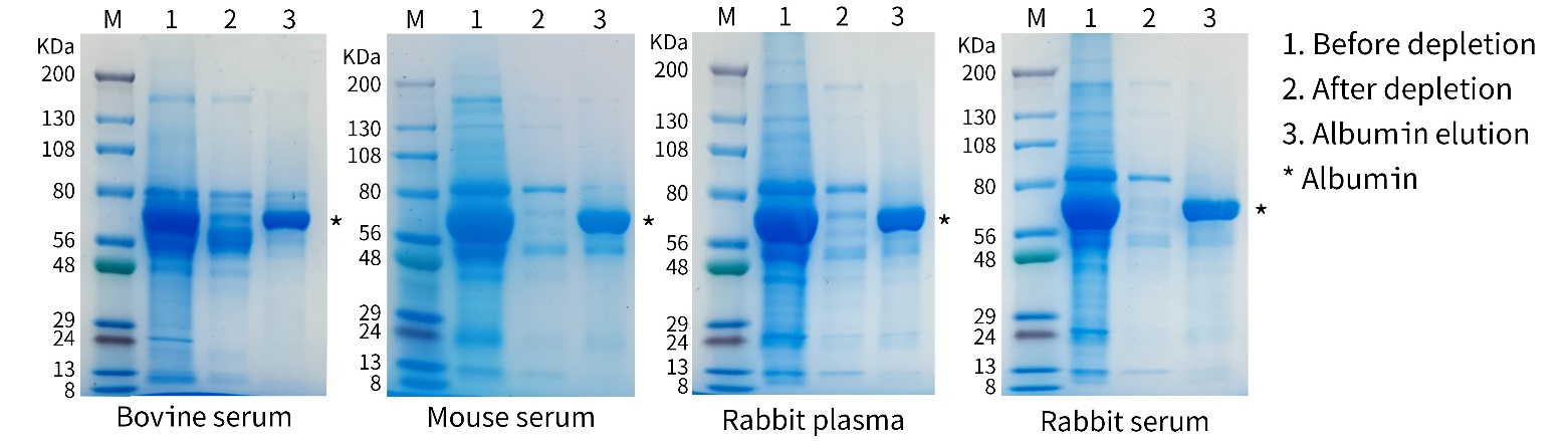 血清血浆白蛋白去除试剂盒