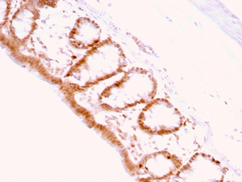 p27 Kip1 antibody [KIP1/769]