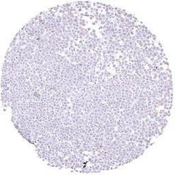 E-Cadherin antibody [MSVA-035R