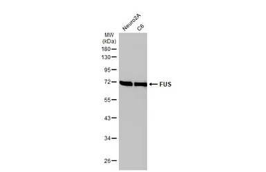 FUS antibody [HL2454]