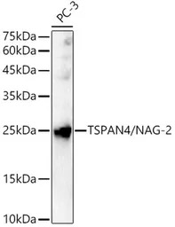 TSPAN4 antibody