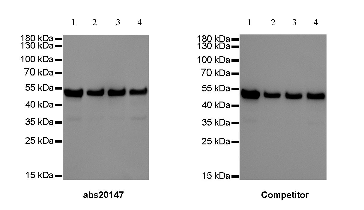 Goat anti-Rabbit IgG(H+L)-HRP 