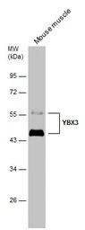 CSDA antibody