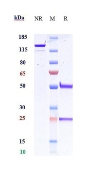 Anti-Amyloid Beta Reference An