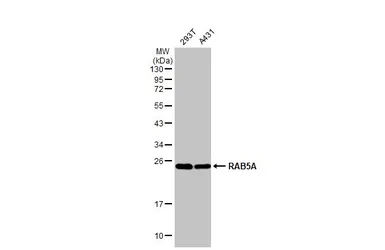 RAB5A antibody [HL1497]