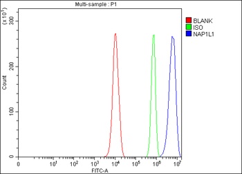 Anti-NAP1L1 Antibody 抗体，orb178