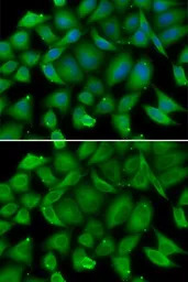 Defensin alpha 1 antibody