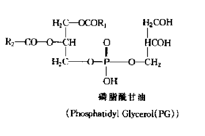 磷脂的介绍