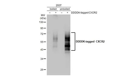CXCR2 antibody [HL2604]
