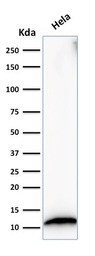 S100A4 antibody [S100A4/1482]