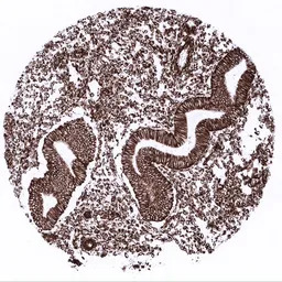 Vimentin antibody [MSVA-458R] 