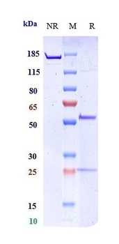 Anti-MMP9 Reference Antibody 抗