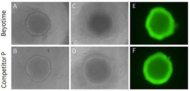 CellTiter-Lumi™ II发光法3D细胞活力检测试