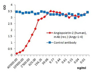 Angiopoietin 2 antibody [Angy-