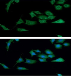 TrxR1 antibody [AT30F1]