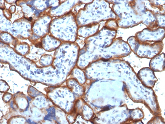 CD71 antibody [TFRC/1818]