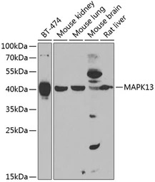 SAPK4 antibody