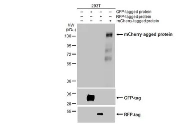 mCherry antibody [HL1482]