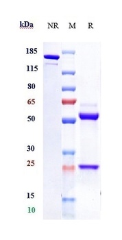 Anti-TROP2 Reference Antibody 
