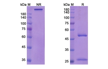 Sofituzumab Vedotin (MUC16/CA1