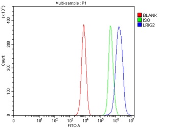 Anti-LRIG2 Antibody 抗体，orb1804