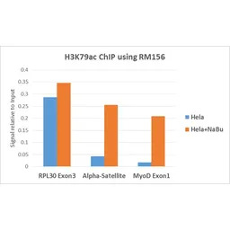 Histone H3K79ac (Acetyl Lys79)