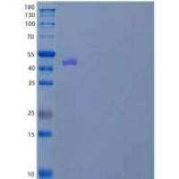 小鼠舍平D1/肝素辅因子II/HCF2重组蛋白C-6His