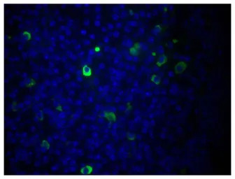 Goat Anti-Mouse IgM (Mu chain)