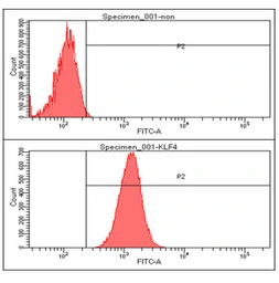 KLF4 antibody [AT4E6]