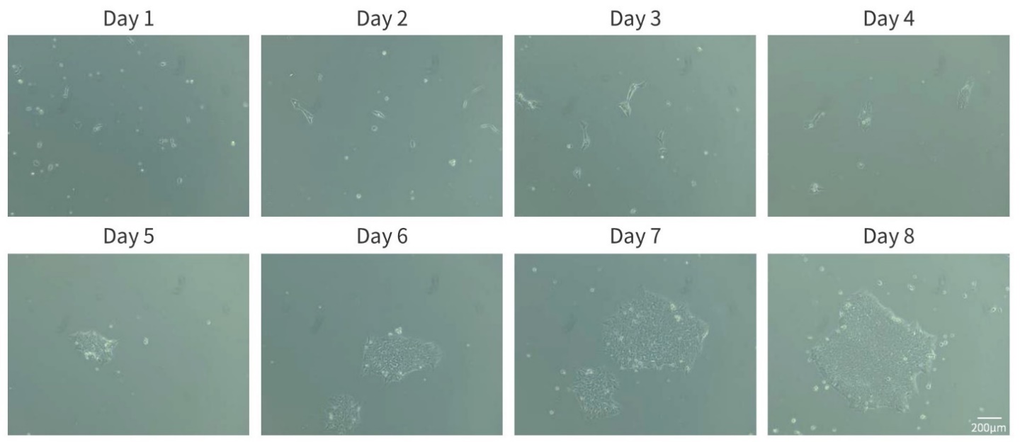 Matrix-Gel™基质胶(标准型，含酚红)