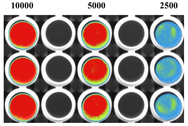 RM-1-LUC-PURO Luciferase检测图