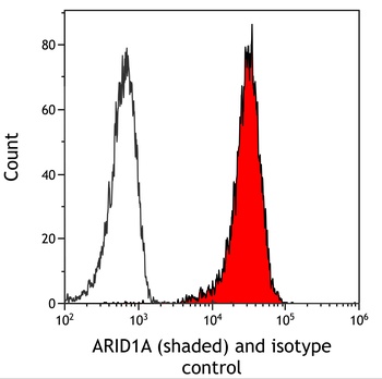 ARID1A/BAF250 Antibody 抗体，orb1